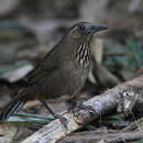 Image of Spot-breasted Laughingthrush