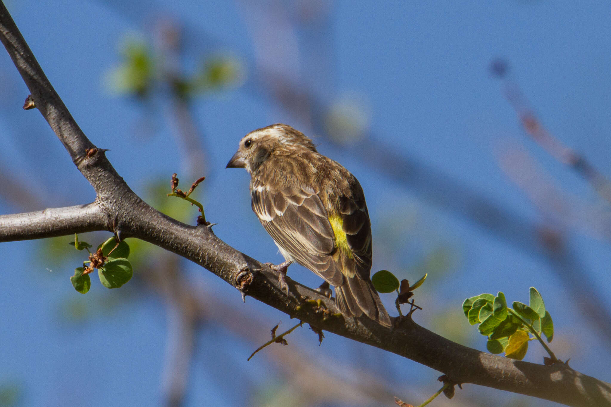 Image of Reichenow's Seedeater