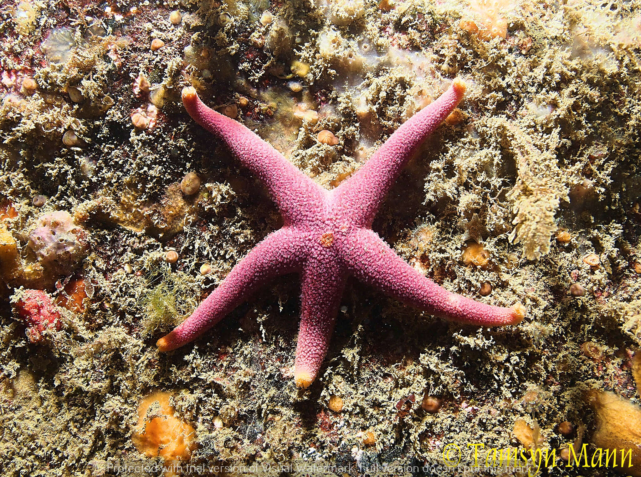 Image of Bloody Henry starfish