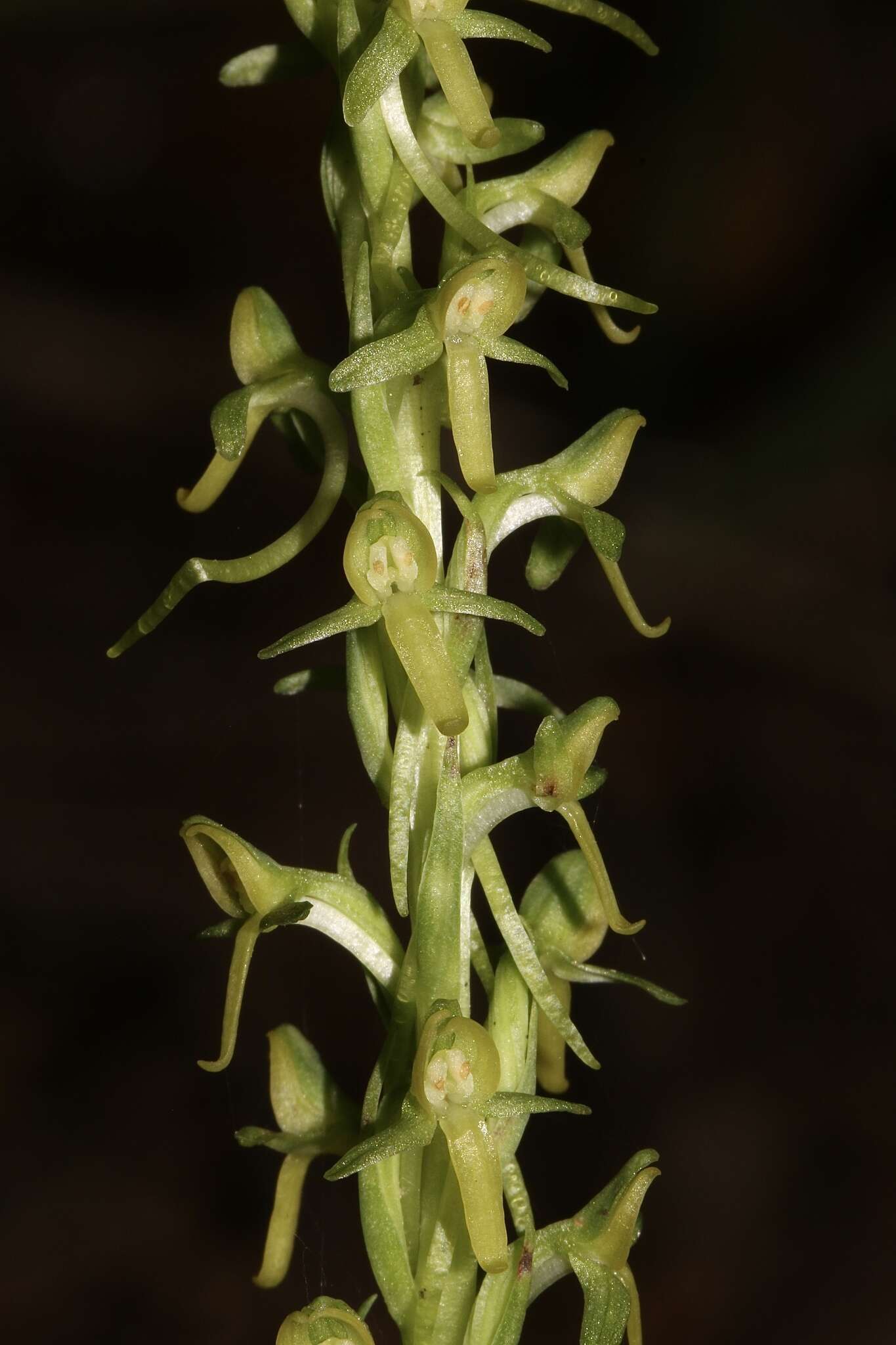 Plancia ëd Coenoemersa limosa (Lindl.) R. González & Lizb. Hern.