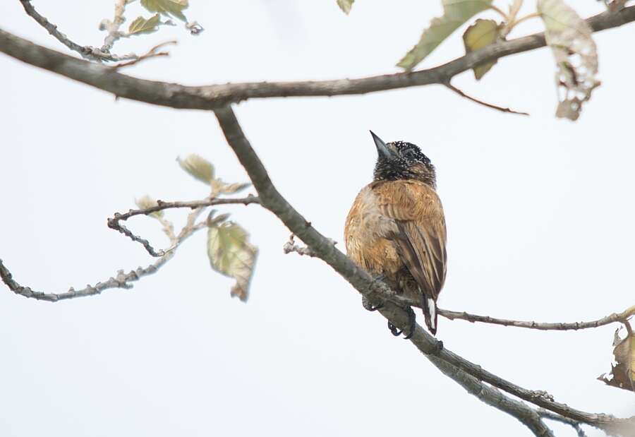 Слика од Picumnus pygmaeus (Lichtenstein & Mhk 1823)