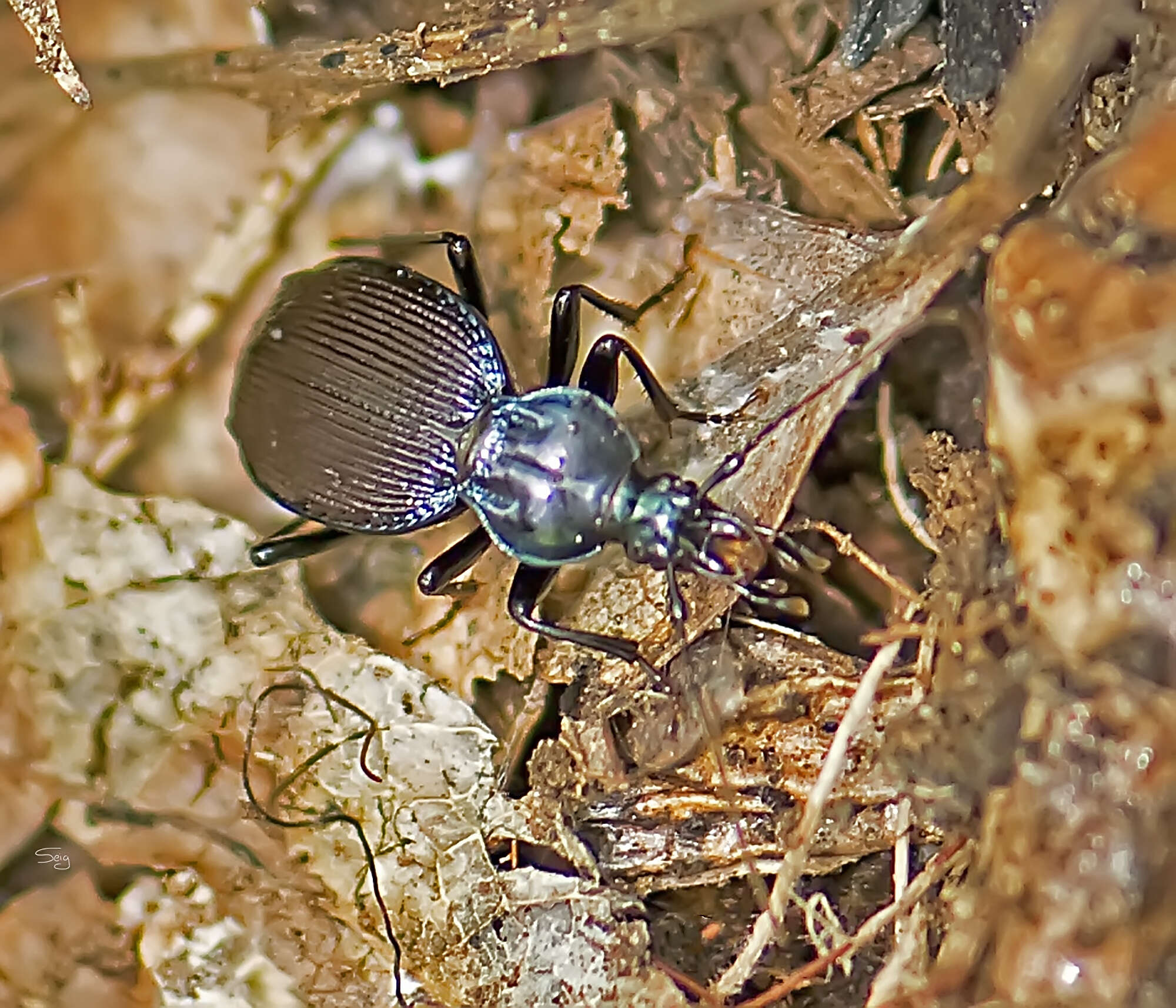 Imagem de Sphaeroderus canadensis Chaudoir 1861