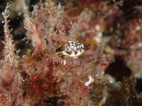 Image of Orange edge khaki slug