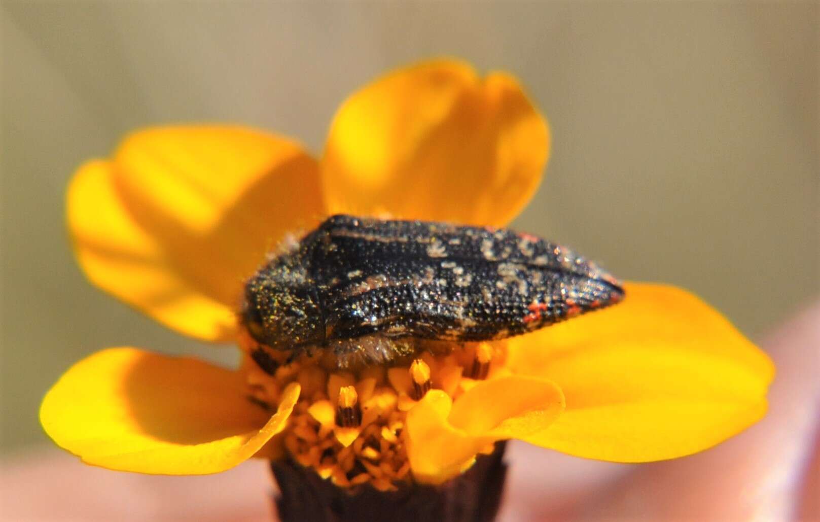 Image of Acmaeodera mudgei Westcott 2002