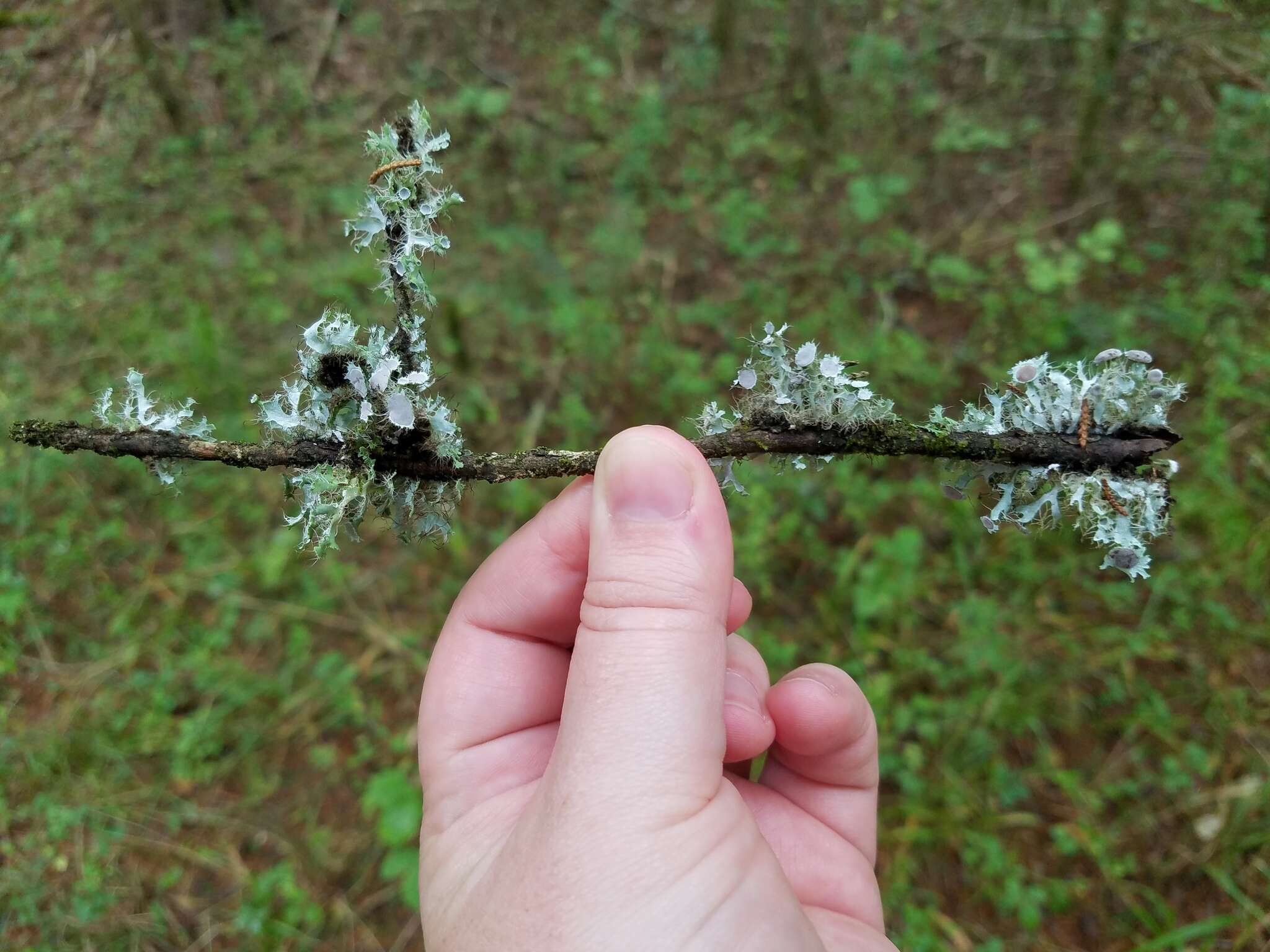 Image of shield lichen