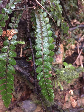 Слика од Austroblechnum membranaceum (Colenso ex Hook.) Gasper & V. A. O. Dittrich