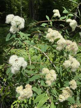 Image of Virginia Meadowsweet