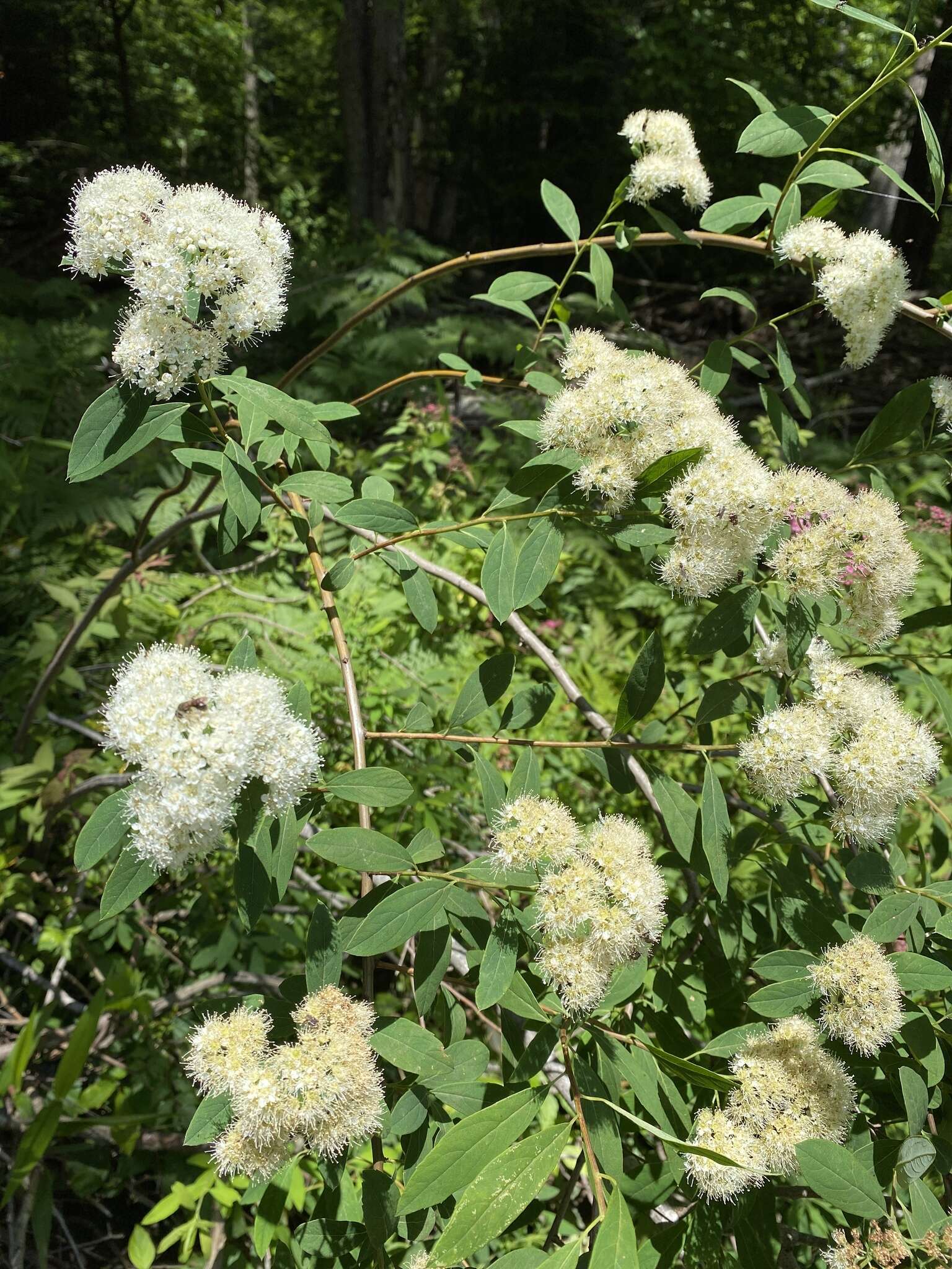 Imagem de Spiraea virginiana Britt.