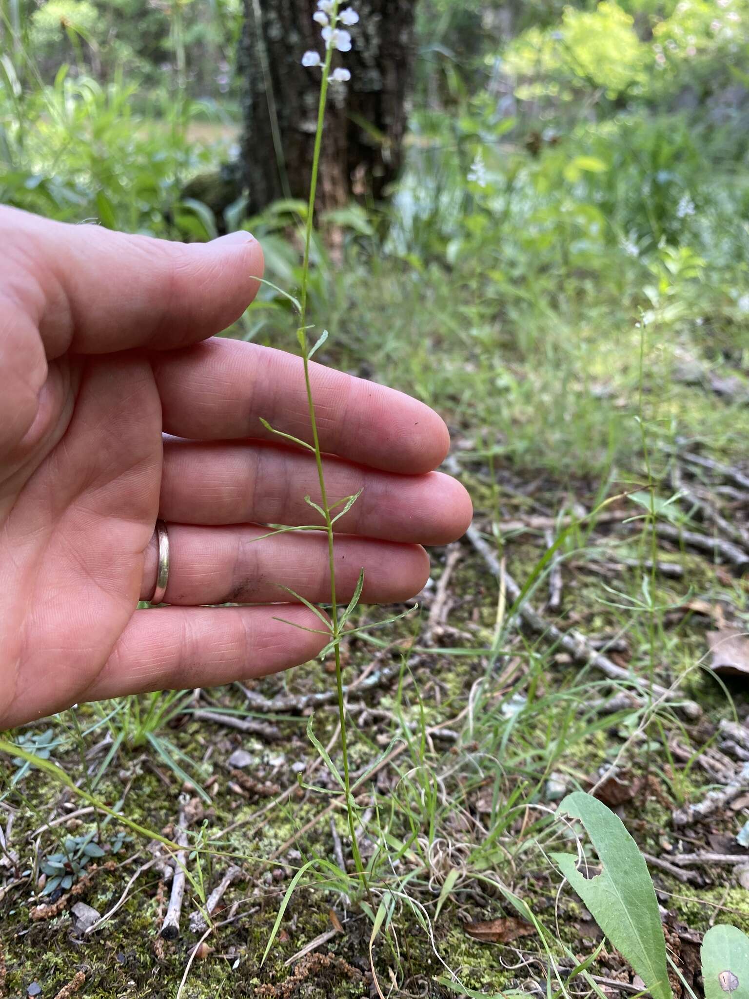 Image of whorled milkwort