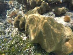 Image of Mountainous Star Coral