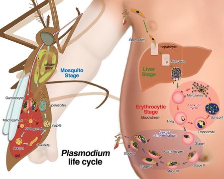 Image of Plasmodium malariae
