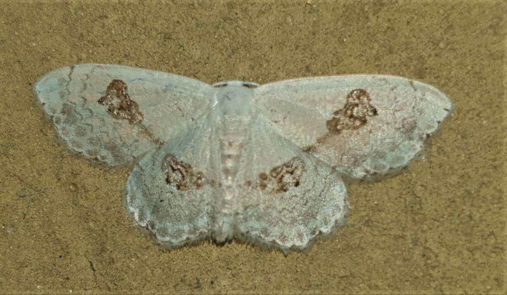 Слика од Somatina virginalis Prout 1917