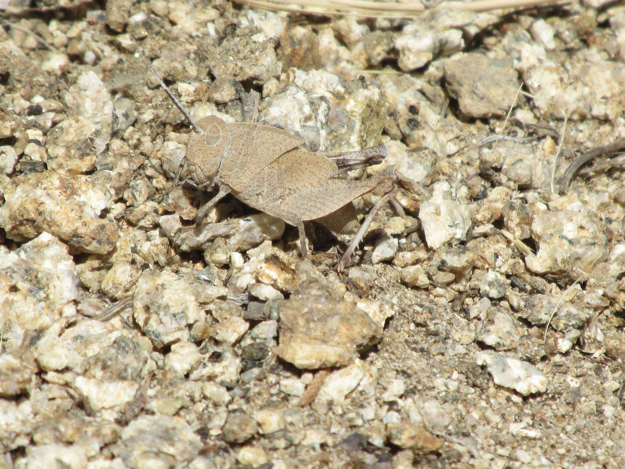 Tomonotus ferruginosus Caudell 1905的圖片