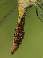 Слика од Aethiothemis solitaria Martin 1908