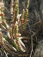 Image of Cassiope fastigiata (Wall.) D. Don