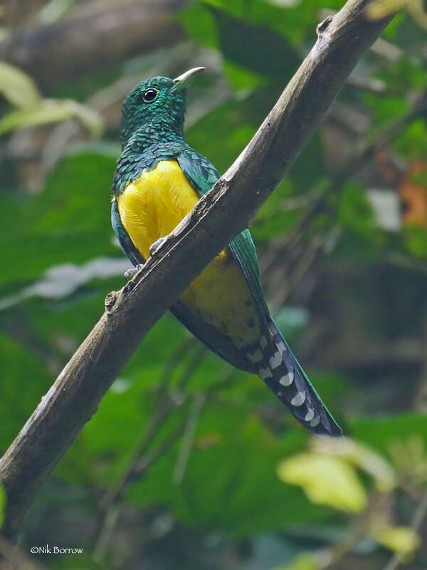 Image of African Emerald Cuckoo