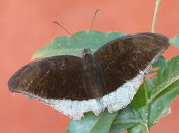 Image of Tanaecia lepidea Butler 1868