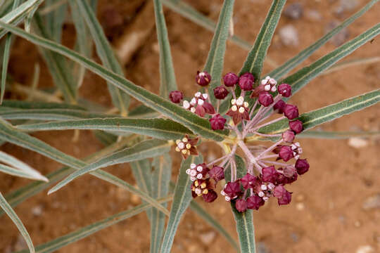 Image of bract milkweed