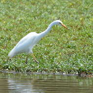 Image of Intermediate Egret