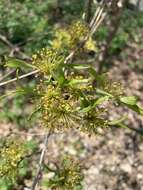 Plancia ëd Cornus officinalis Siebold & Zucc.