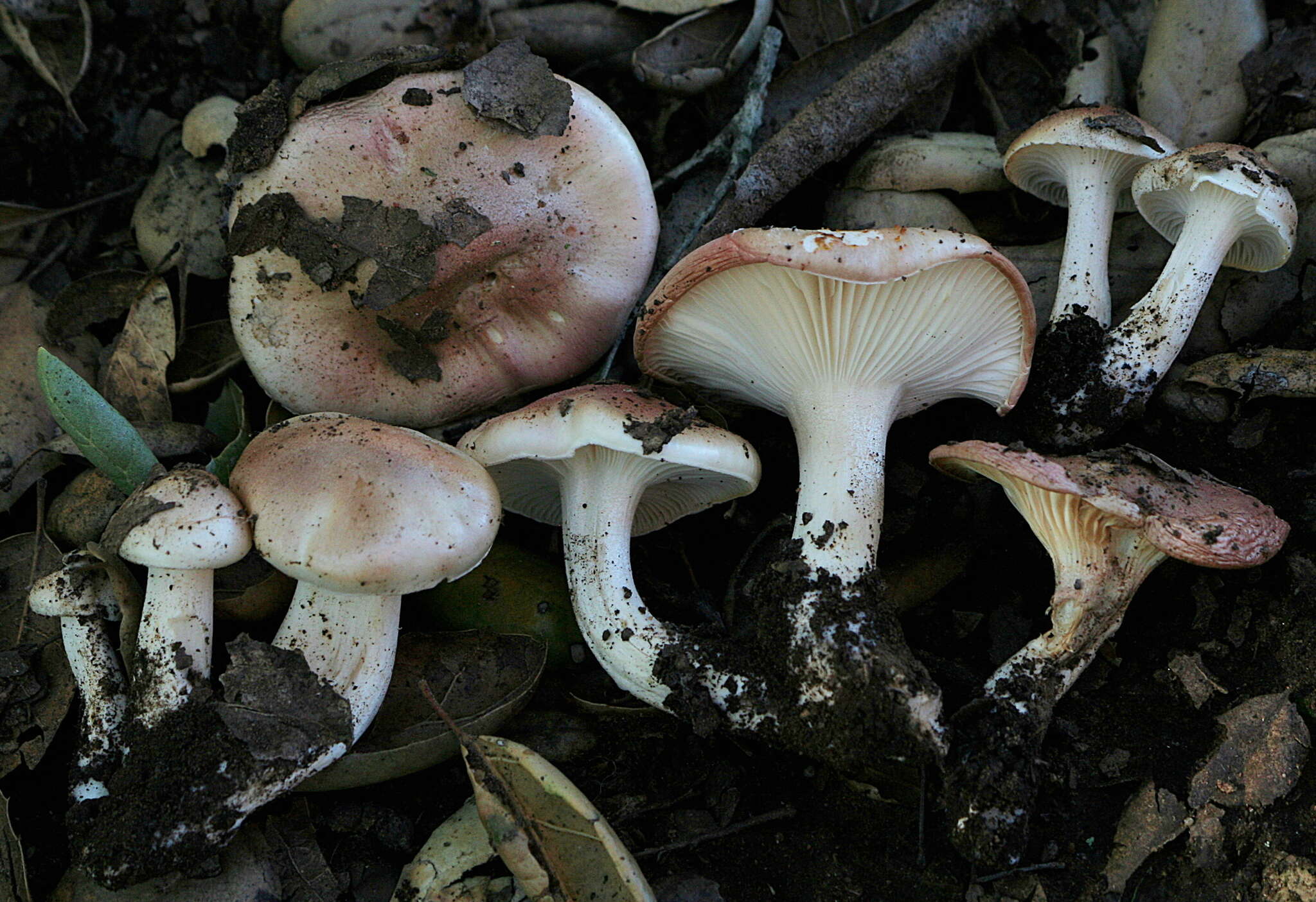 Image of Hygrophorus roseobrunneus Murrill 1916