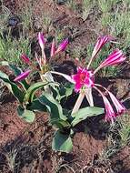 Image de Crinum graminicola I. Verd.