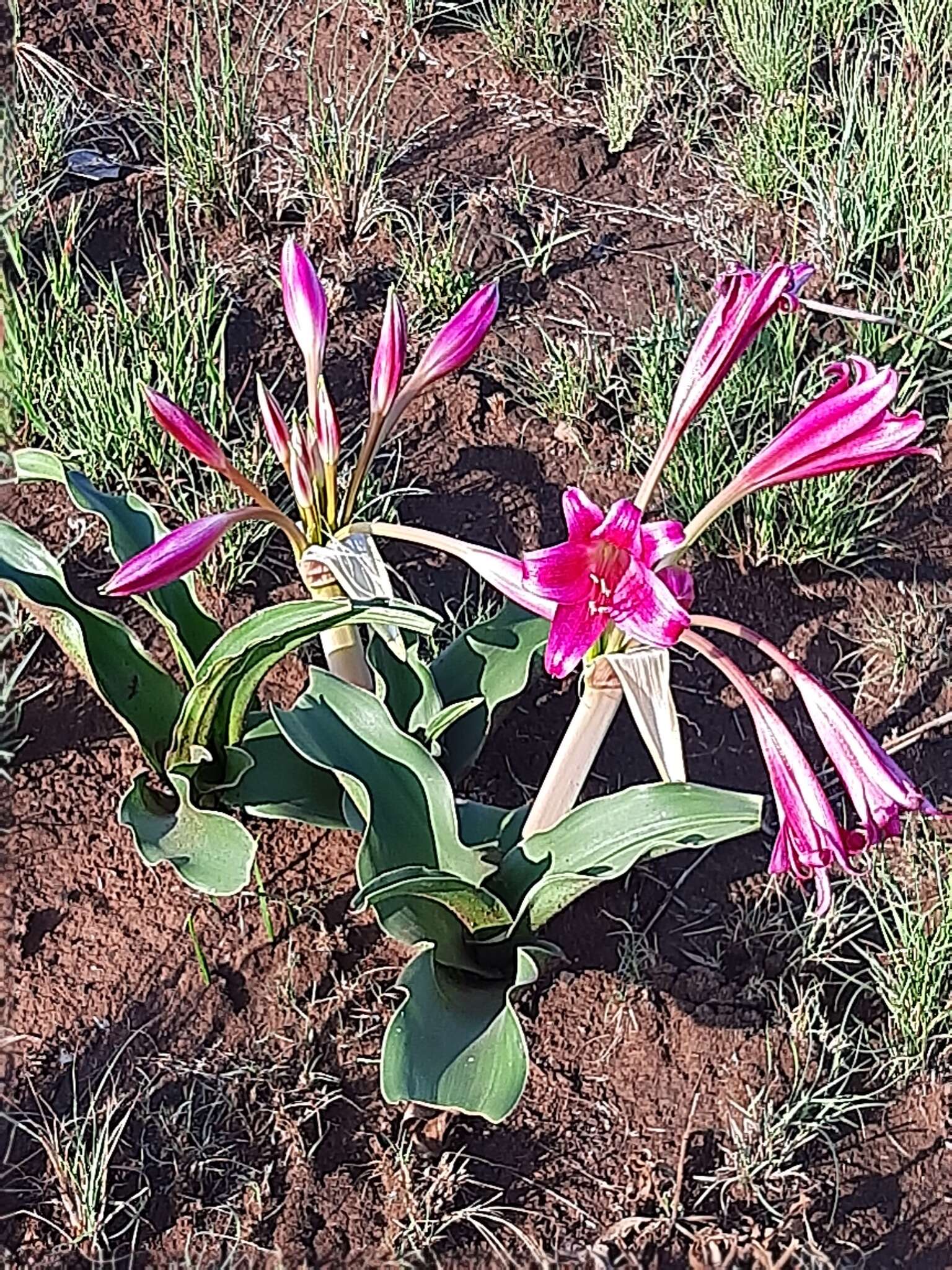 Image of Grassland crinum