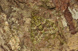 Image of kāmahi green spindle