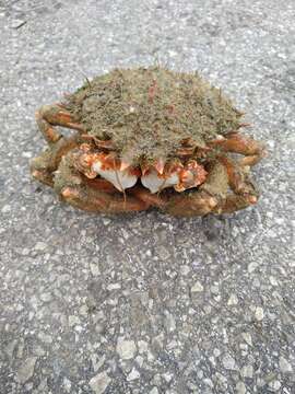 Image of Atlantic spider crab