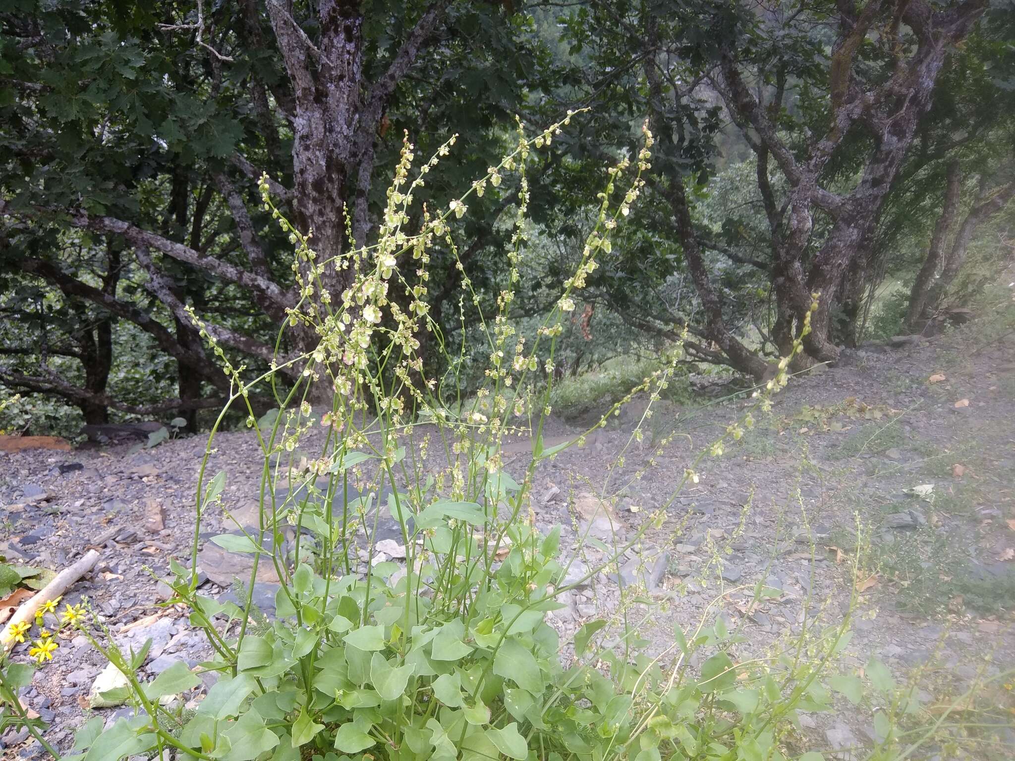 Rumex scutatus L. resmi