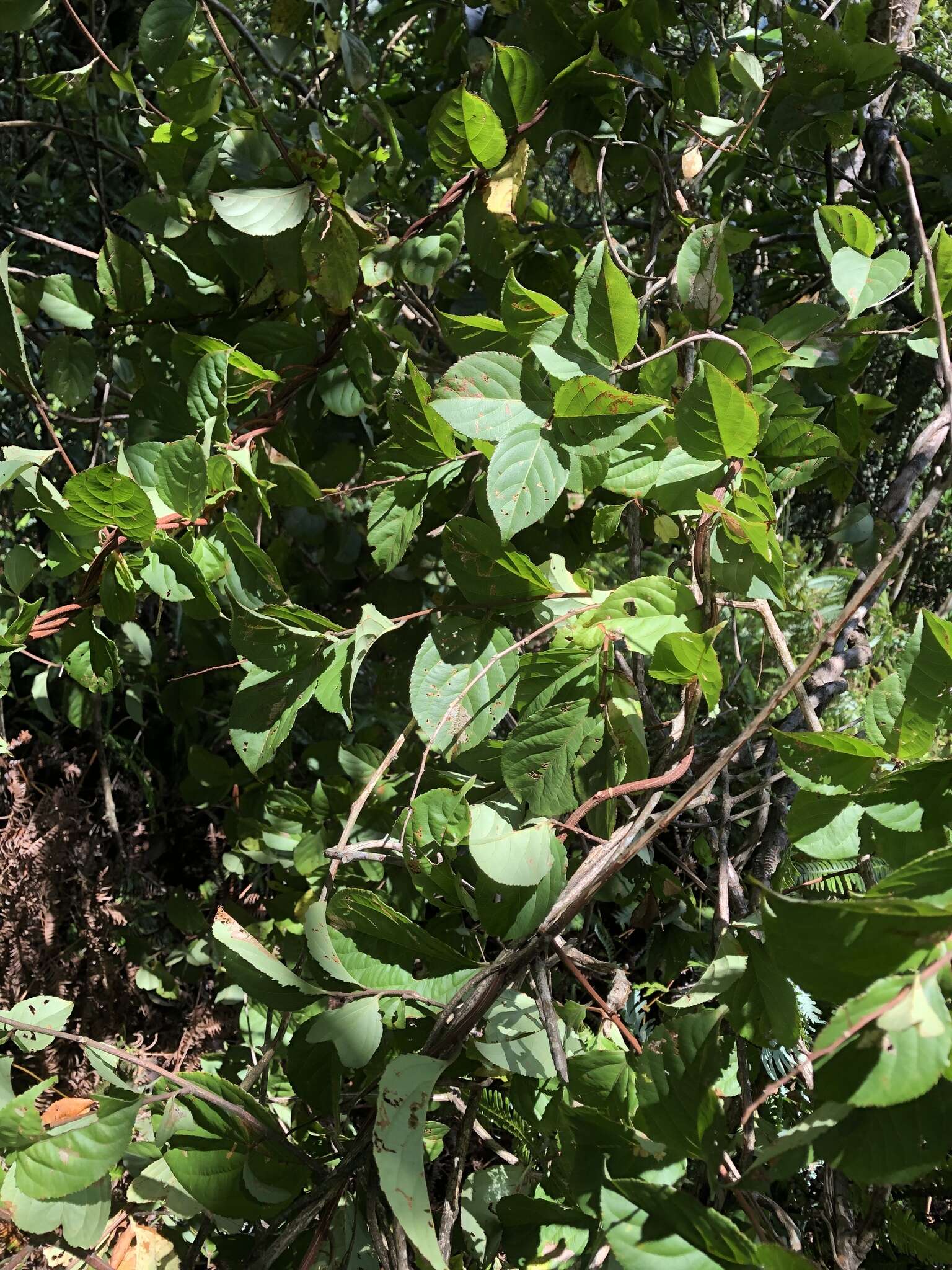 Image of Tripterygium wilfordii Hook. fil.