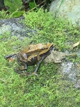 صورة Atelopus nahumae Ruiz-Carranza, Ardila-Robayo & Hernández-Camacho 1994