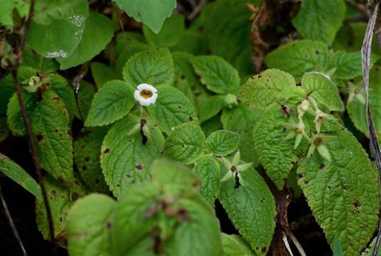 Image of Achimenes misera Lindl.