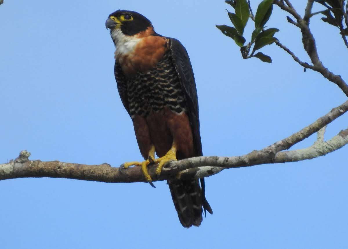 Image of Orange-breasted Falcon