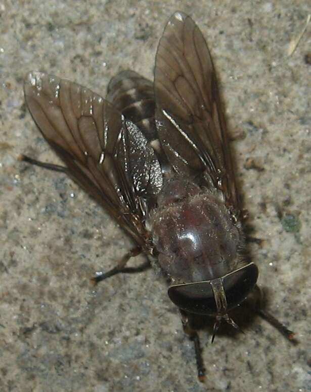 Image of Tabanus catenatus Walker 1848