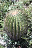 Image of Ferocactus haematacanthus (Muehlenpf.) Britton & Rose