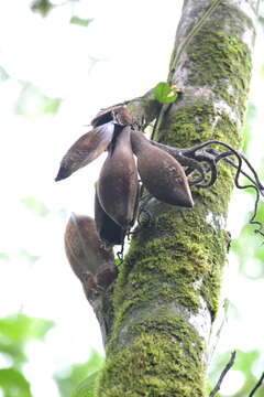 Image of Wettinia quinaria (O. F. Cook & Doyle) Burret