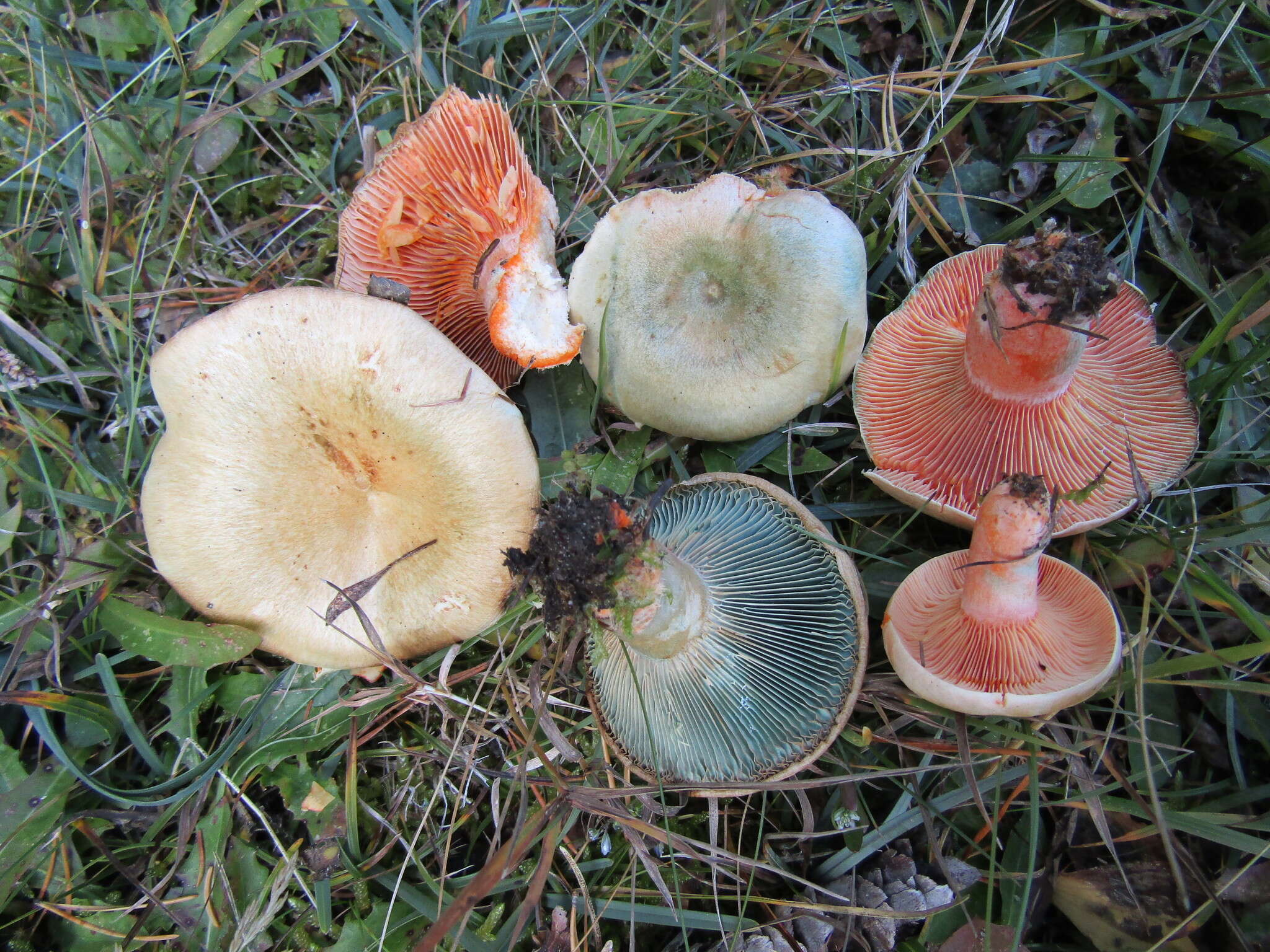 Image of Lactarius semisanguifluus R. Heim & Leclair 1950