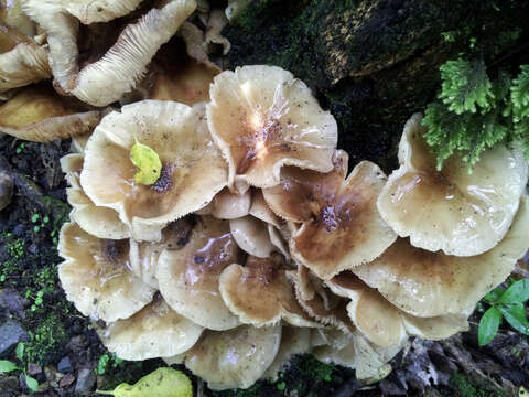 Image of Armillaria novae-zelandiae (G. Stev.) Boesew. 1977