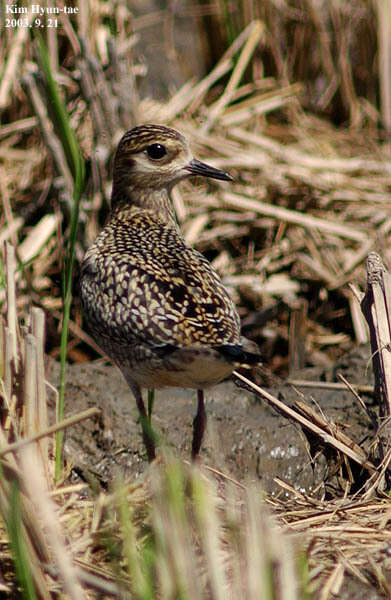 Image of Pacific Golden Plover