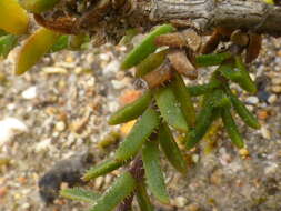 Image of Pteronia hirsuta L. fil.