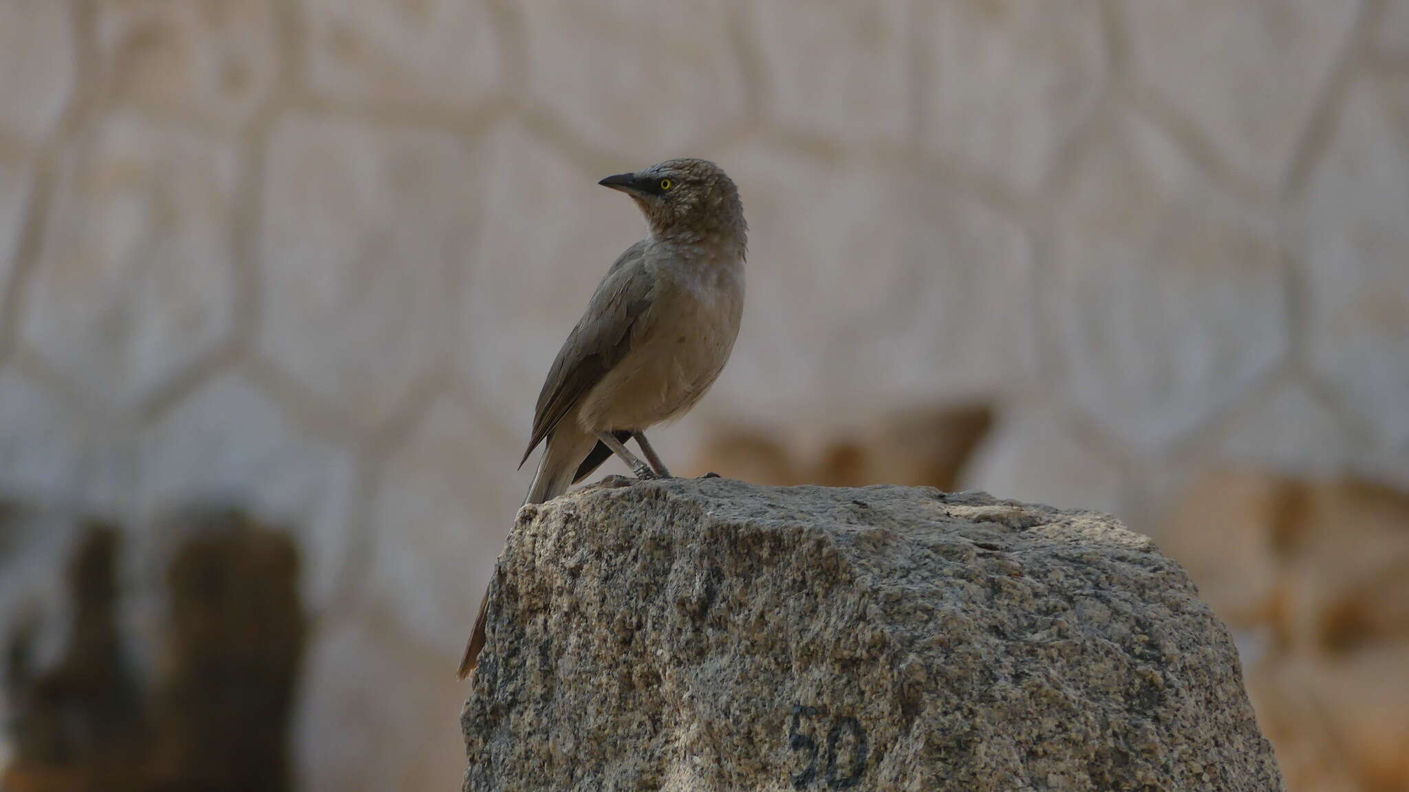 Image of Large Grey Babbler