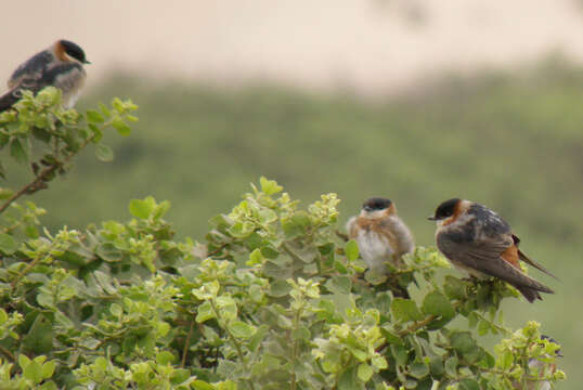 Petrochelidon rufocollaris (Peale 1849) resmi