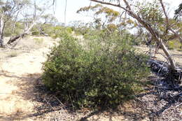 صورة Eremophila glabra subsp. glabra