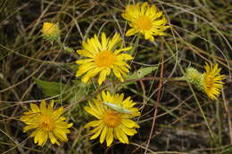 Image de Rayjacksonia annua (Rydb.) R. L. Hartman & M. A. Lane