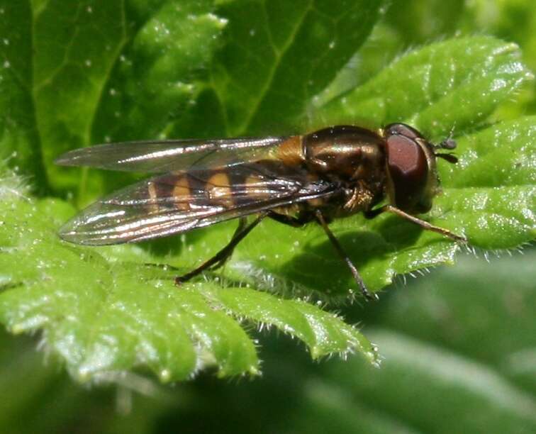 Image of Parasyrphus punctulatus (Verrall 1873)