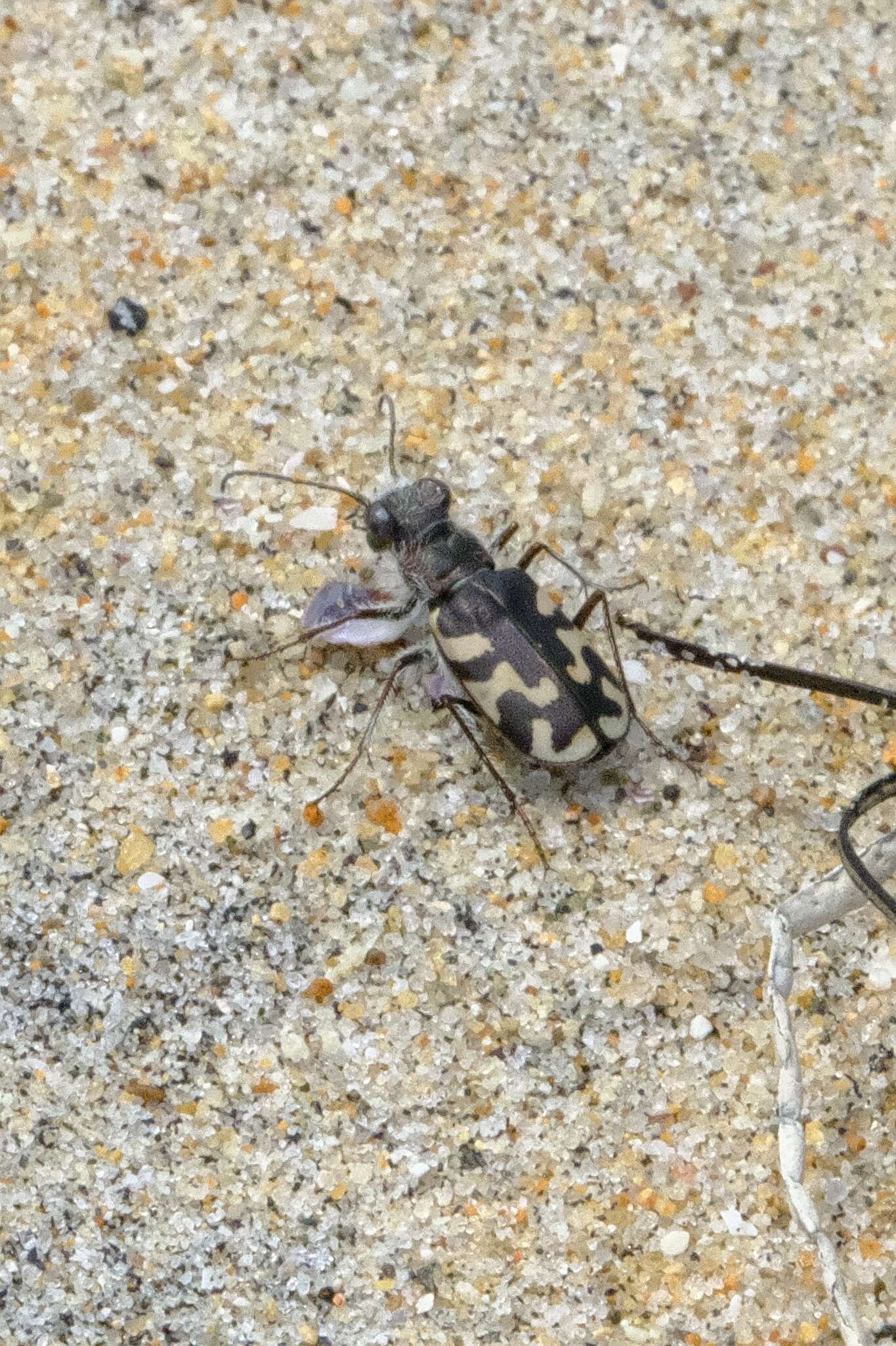 Image of Cicindela (Cicindela) latesignata latesignata Le Conte 1851