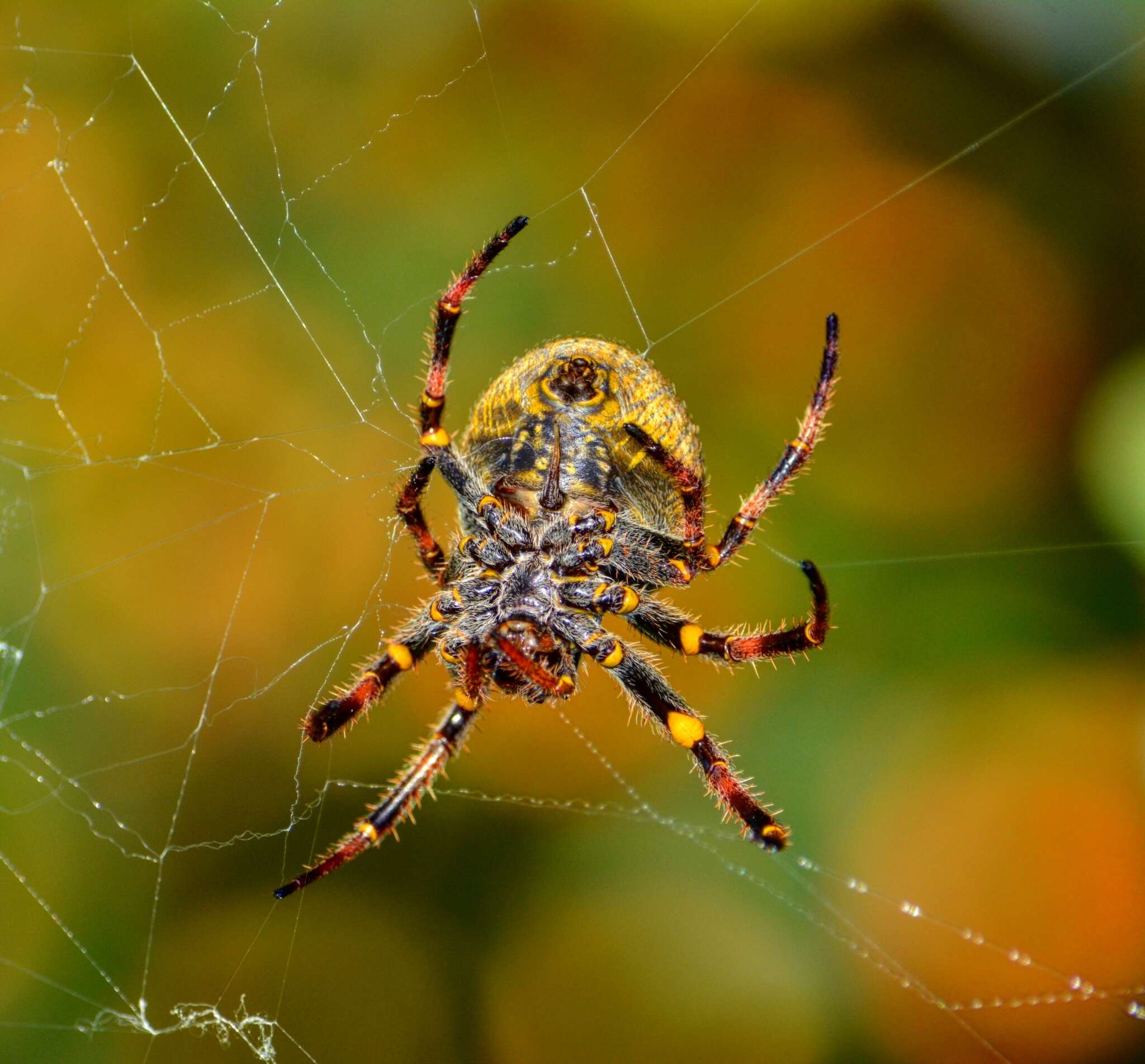 Image of Parawixia bistriata (Rengger 1836)