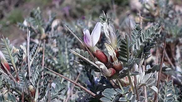 Image of <i>Astragalus terraccianoi</i>