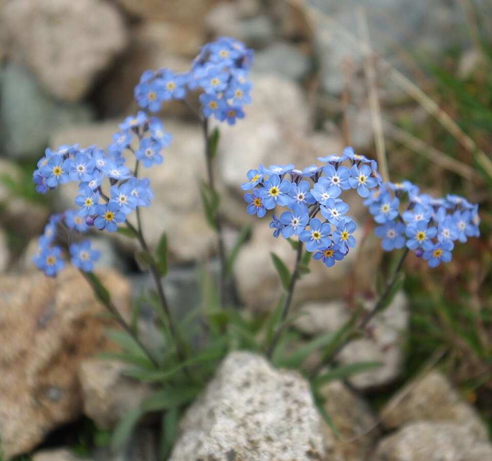 Imagem de Myosotis asiatica (Vesterg.) Schischkin & Sergievskaja